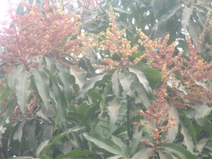 Mangobaumblüten